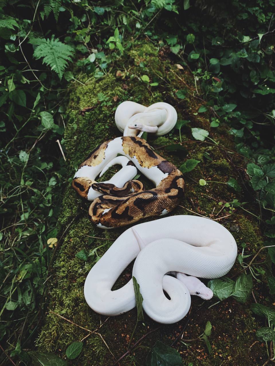 Как избавиться от змей народными средствами раз и навсегда