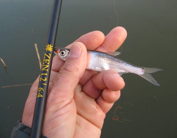 Ловля уклейки осенью Ловля уклейки осенью