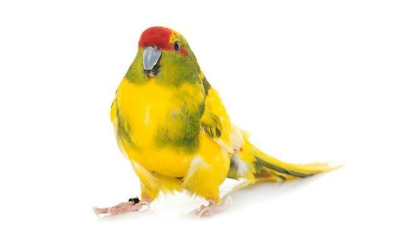 Попугай какарик: внешний вид, содержание, как приручить