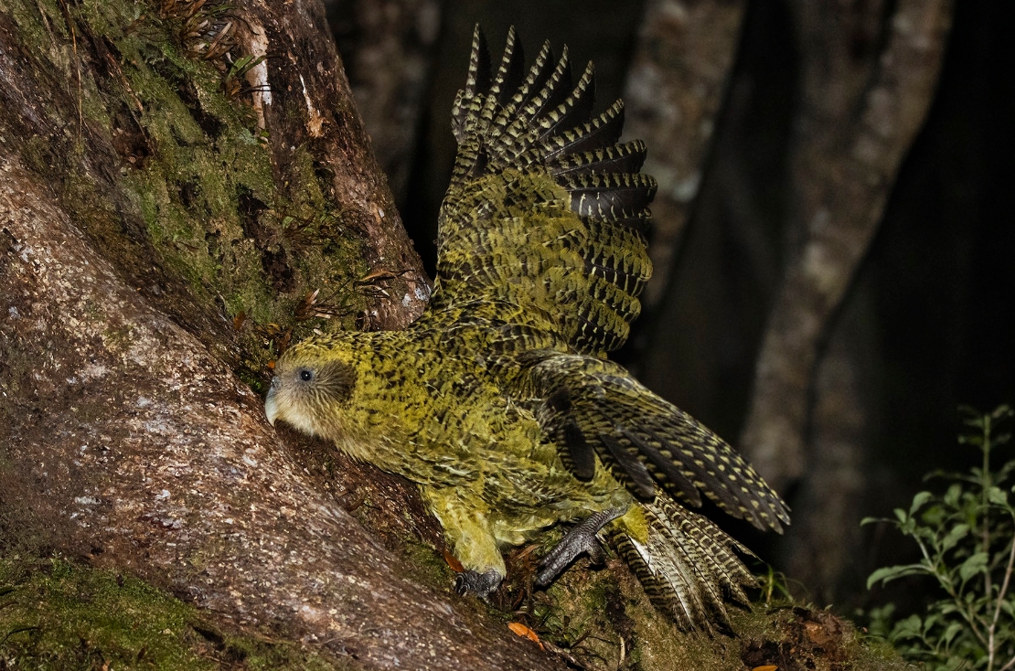 Стригопс хаброптила