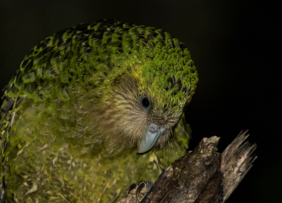 У этого вида попугаев выраженный лицевой диск из мягких перьев