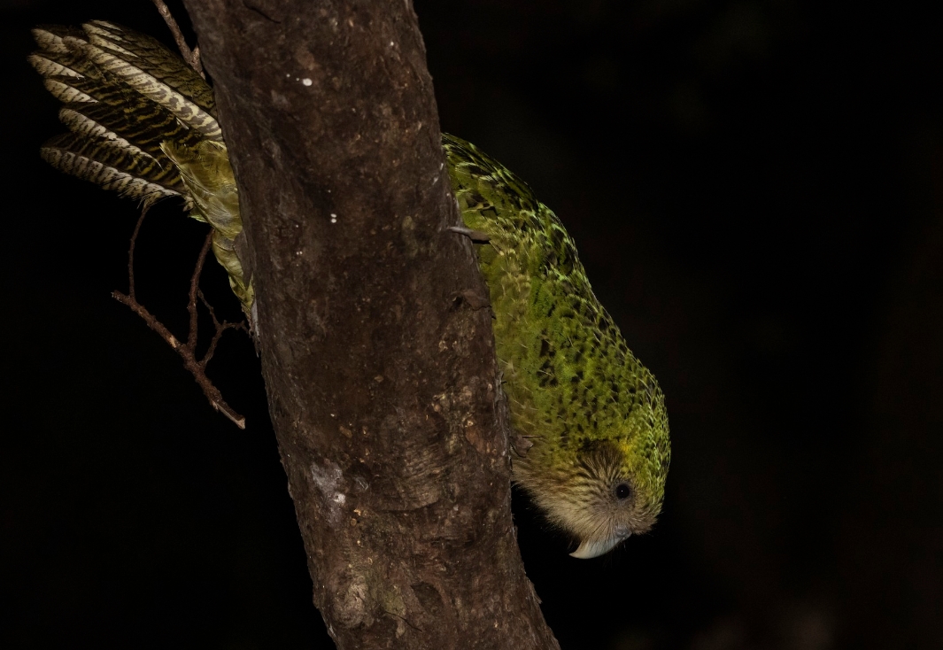 В дикой природе какапо — исключительно травоядные птицы