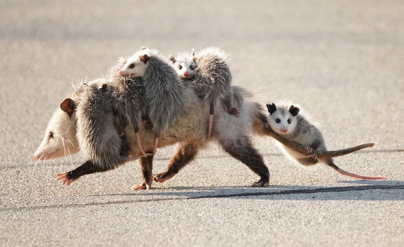 опоссум с детенышами опоссум с детенышами