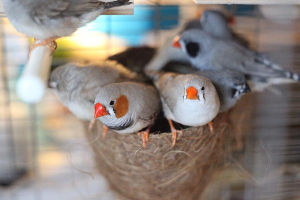 Зебровые амадины: уход и содержание в домашних условиях, разведение, сколько живут, фото