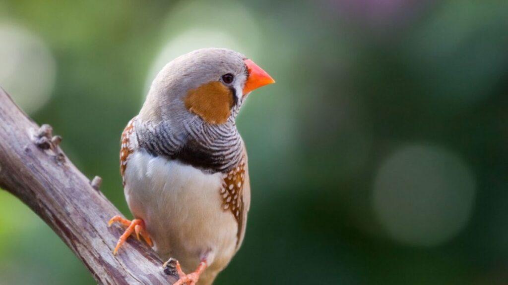 Зебровые амадины: уход и содержание в домашних условиях, разведение, сколько живут, фото