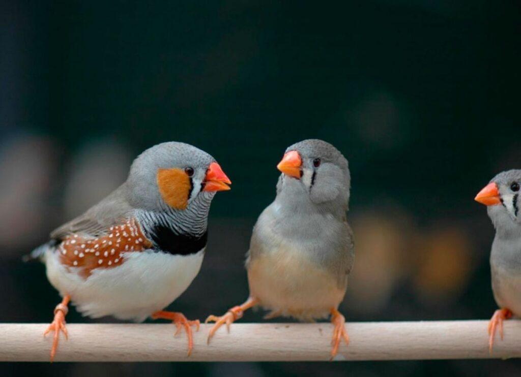 Зебровые амадины: уход и содержание в домашних условиях, разведение, сколько живут, фото