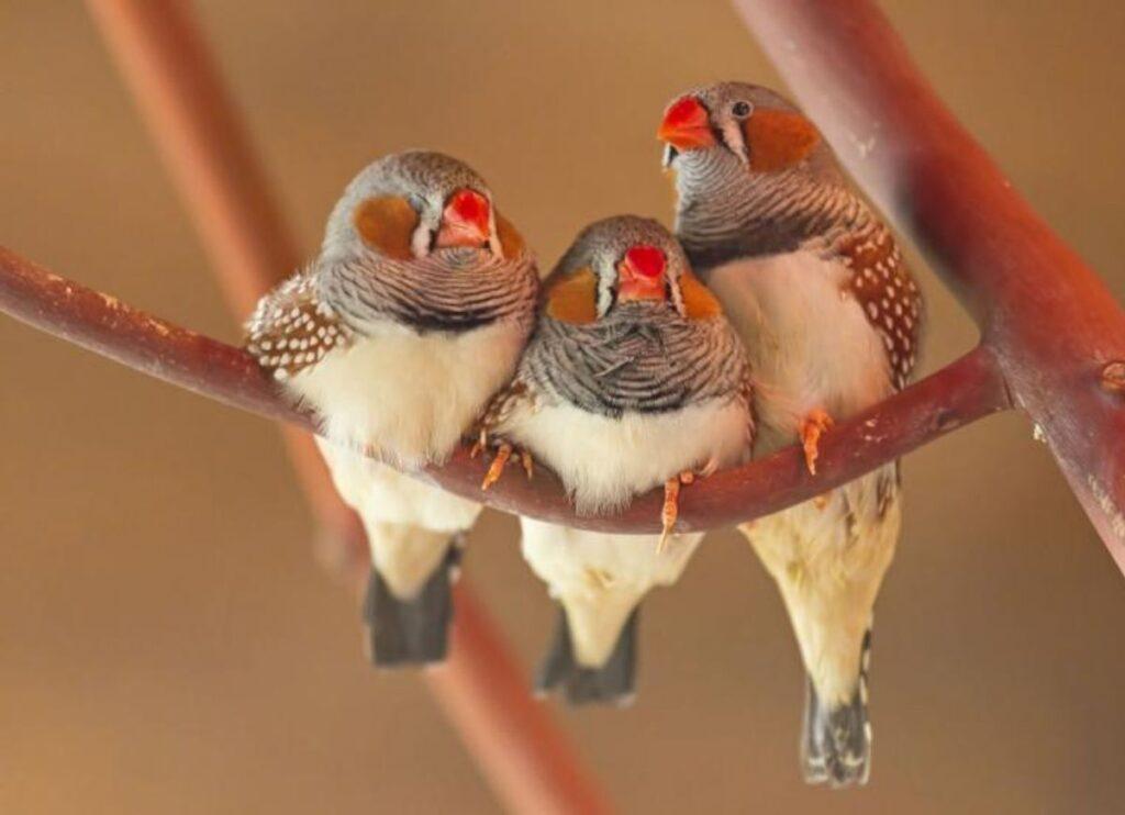 Зебровые зяблики: уход и содержание в домашних условиях, разведение, сколько живут, фото