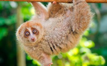 Медленные лори