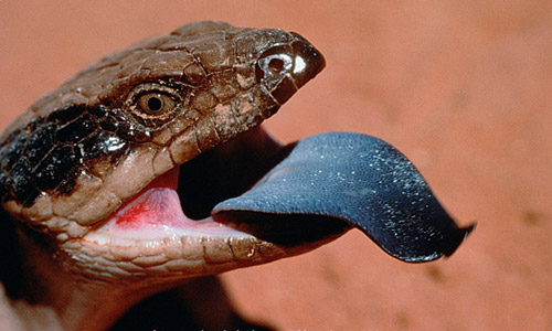 Синеязыкий сцинк – описание, виды, содержание и уход