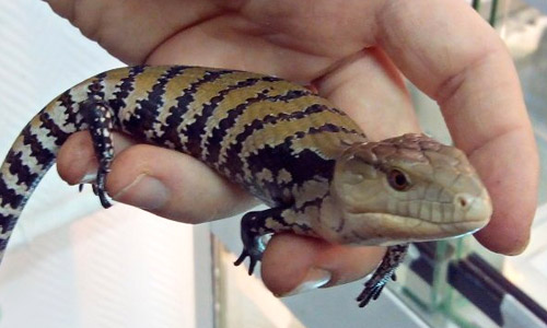 Синеязыкий сцинк – описание, виды, содержание и уход