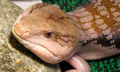 Синеязыкий сцинк – описание, виды, содержание и уход