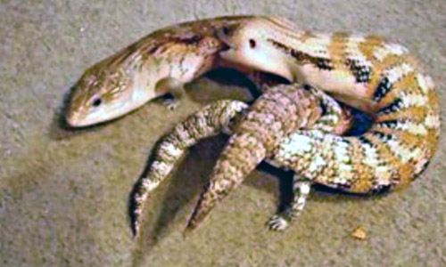 Синеязыкий сцинк – описание, виды, содержание и уход