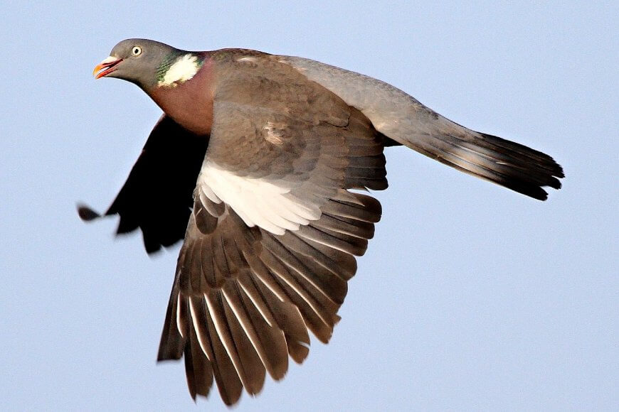 Голубь в полете