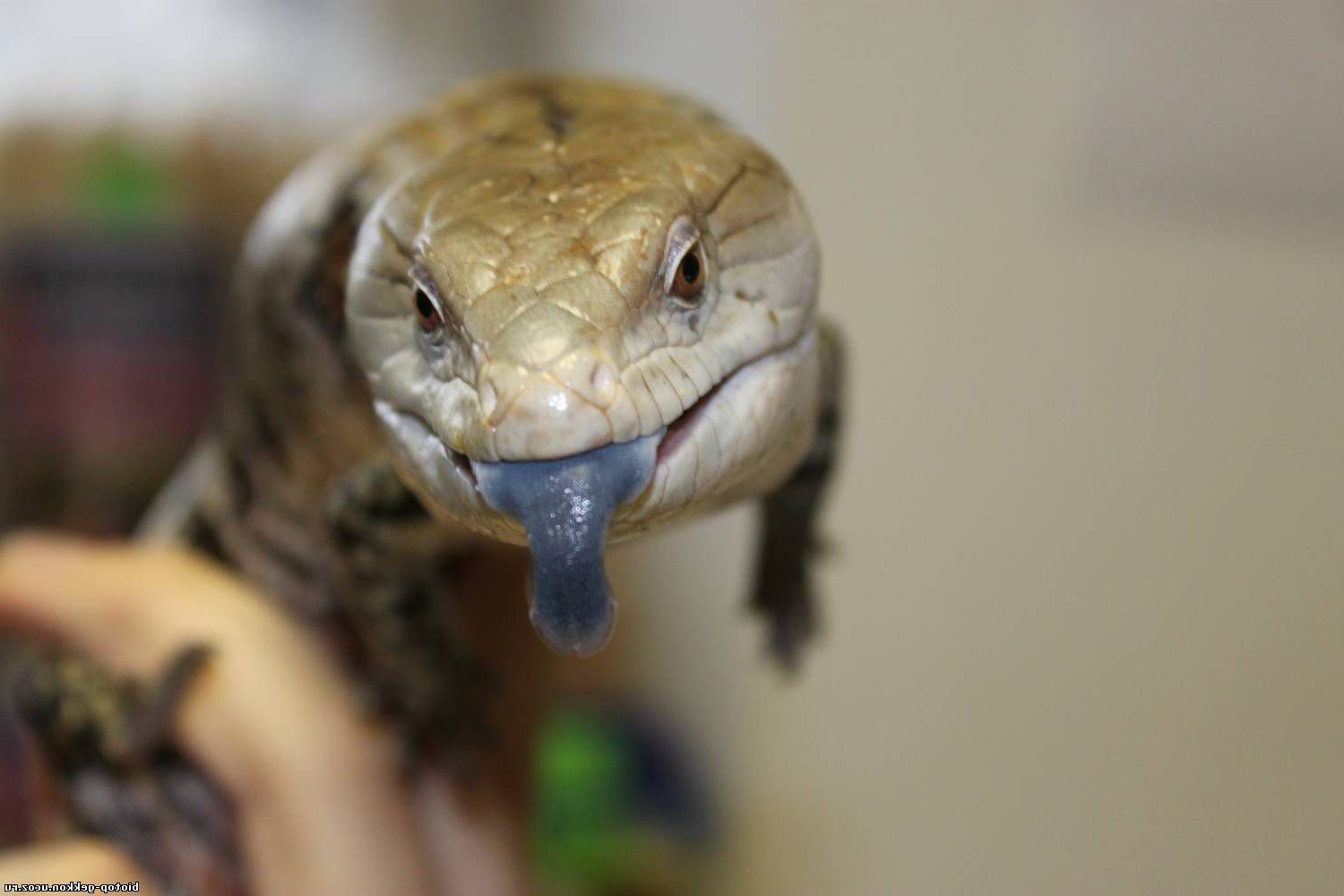 Синеязыкий сцинк – описание, виды, содержание и уход