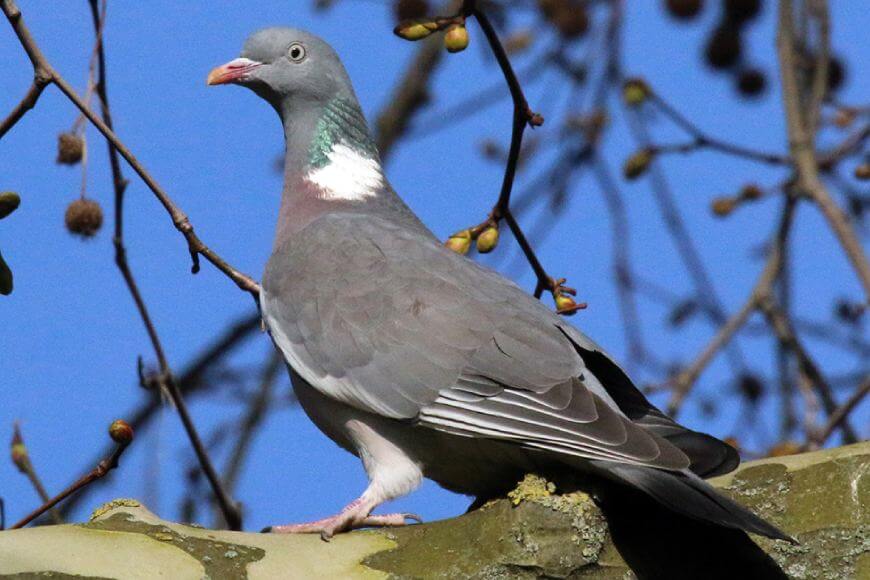Голубь голубь