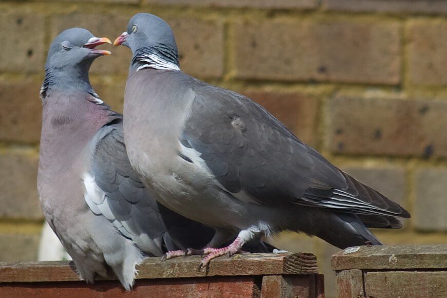 Пара голубей