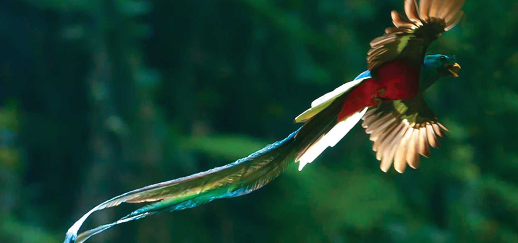 Гватемальский Квезаль