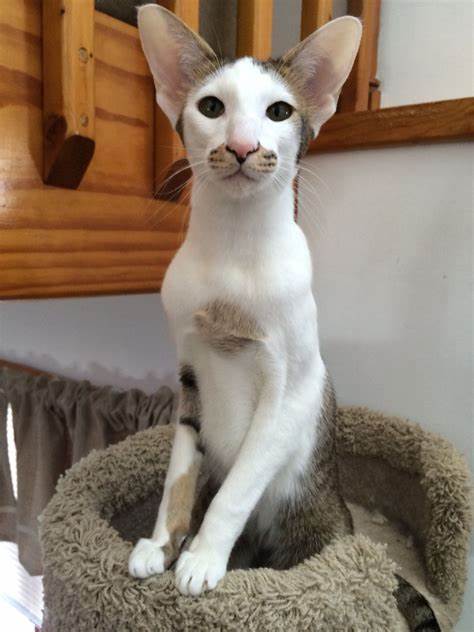 Восточная кошка