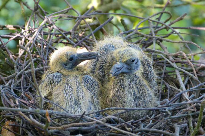 Птенцы голубя