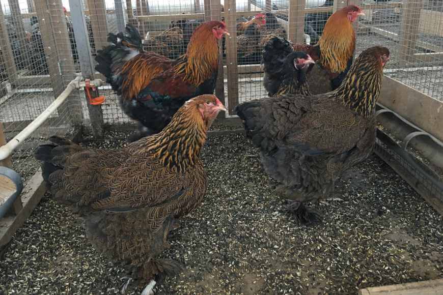 Куры брама в загоне