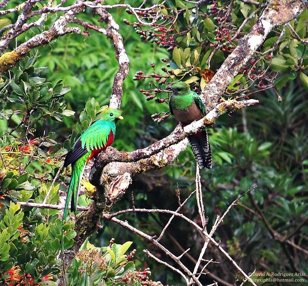 Квезаль — самец и самка