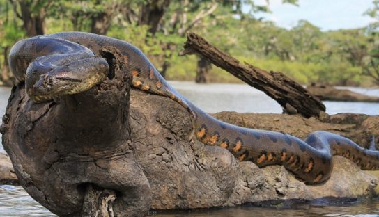 Популяция анаконды Популяция анаконды