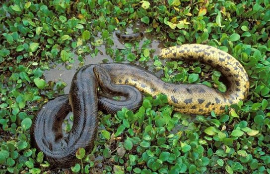 Анаконда — неядовитая змея Мифы об анаконде