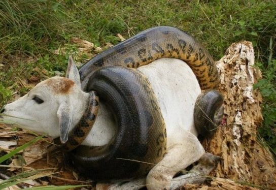 Диета анаконды Чем питается анаконда