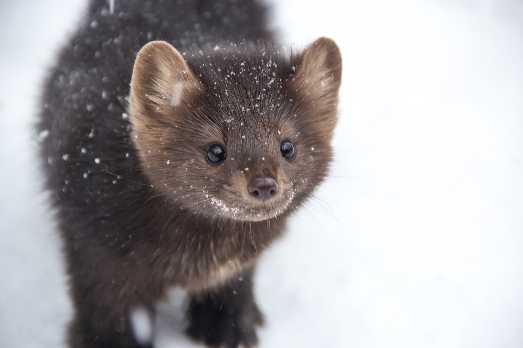 байкальский соболь