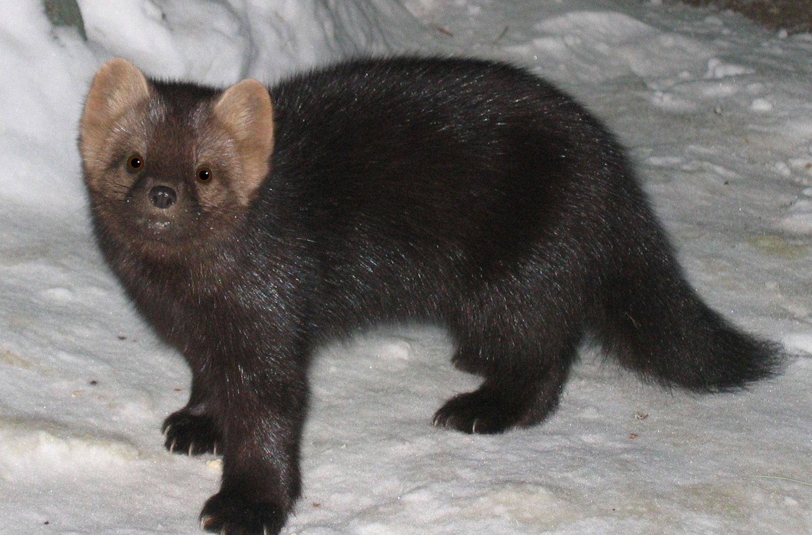 черный соболь