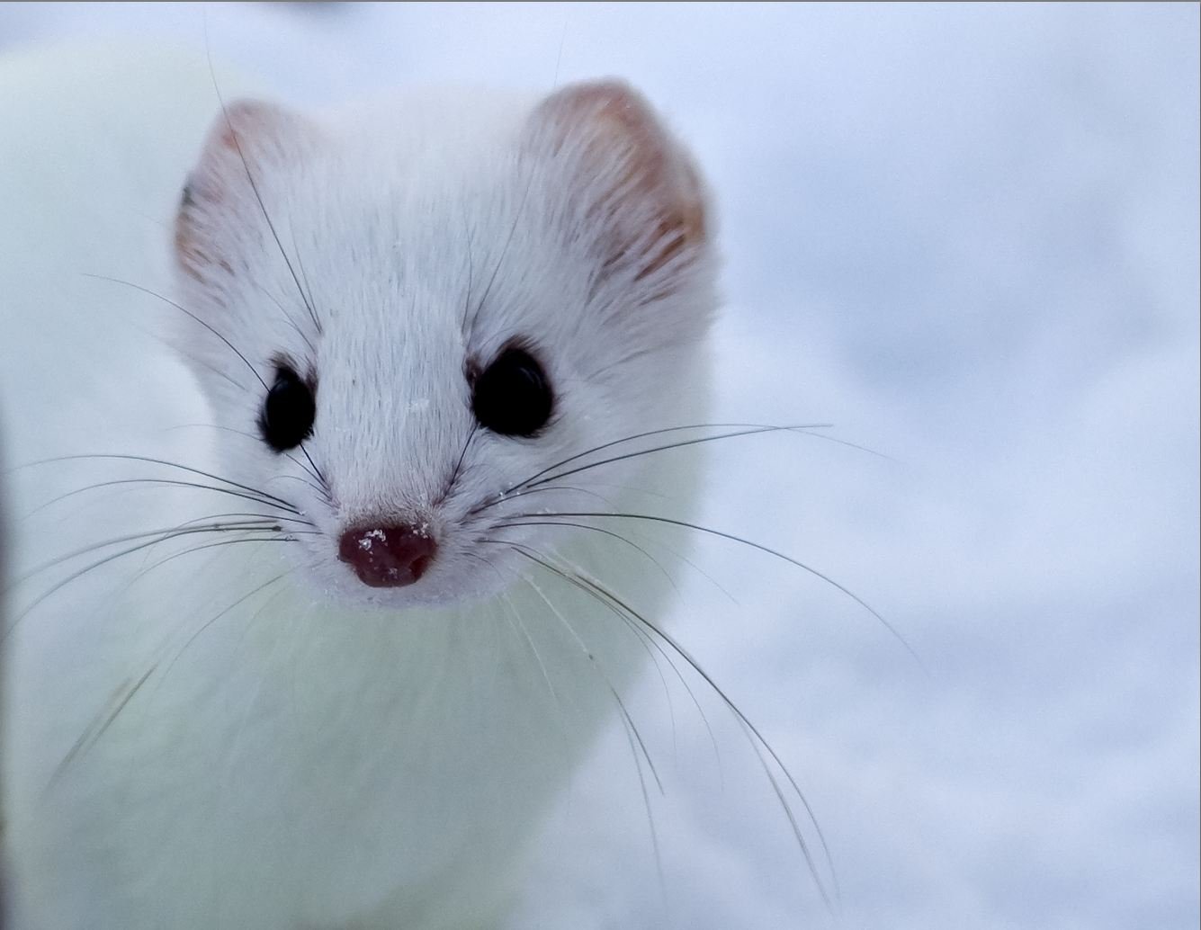 редкий вид – белый соболь