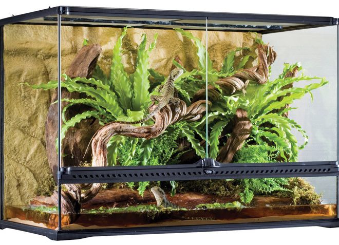 Синеязыкий сцинк – описание, виды, содержание и уход