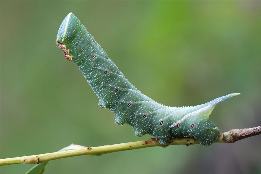 Гусеница табачного ястреба