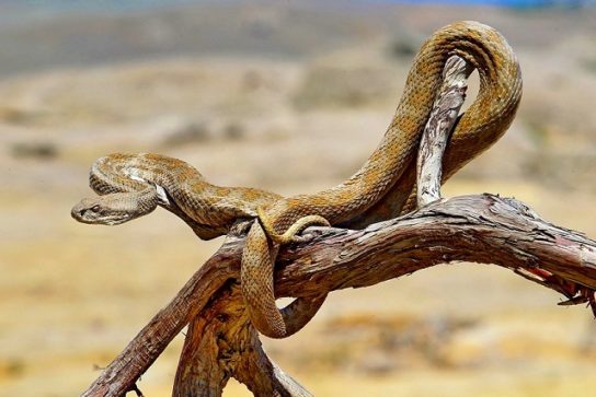 Строение гюрзы