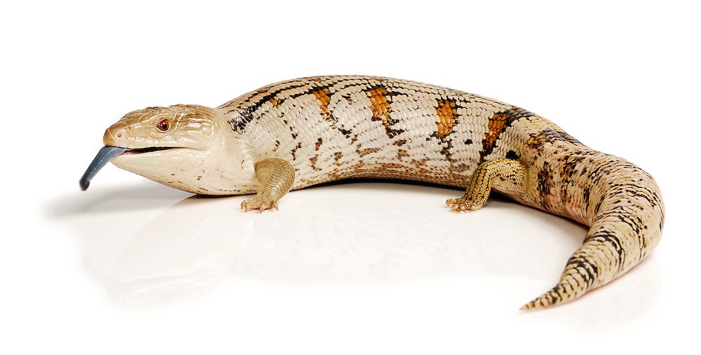 Синеязыкий сцинк – описание, виды, содержание и уход