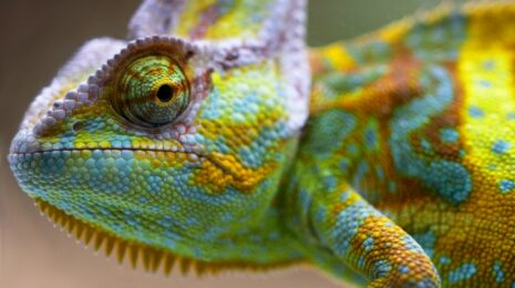 Йеменский хамелеон