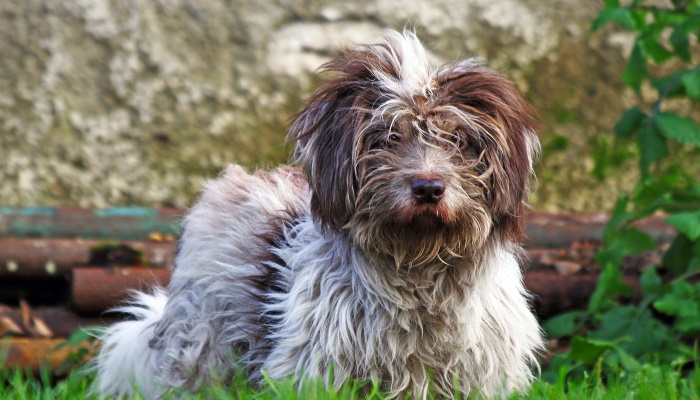 Тибетский терьер