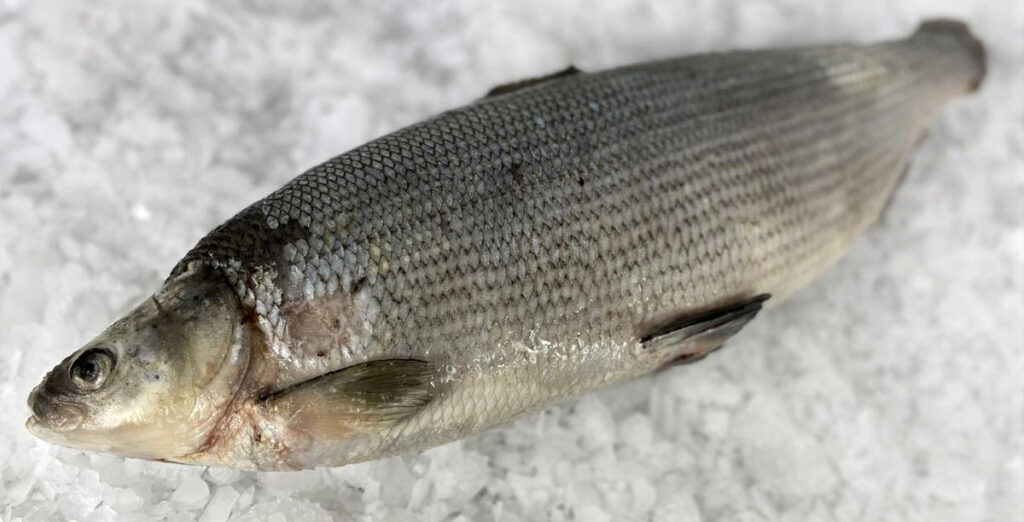 Рыбный сыр в гранулах