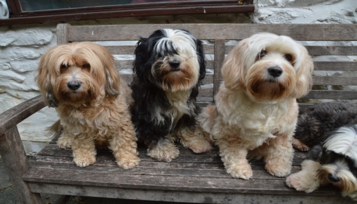 Тибетский терьер