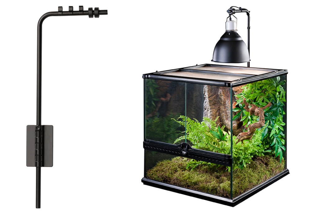 Синеязыкий сцинк – описание, виды, содержание и уход