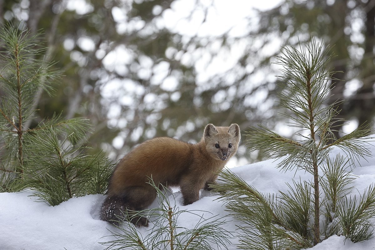 соболь на заснеженной ветке