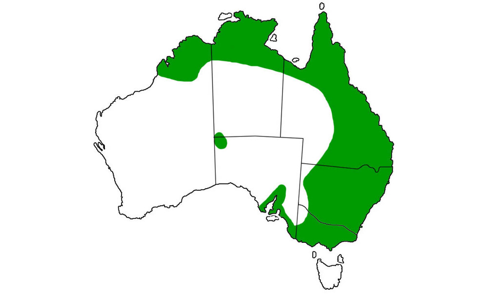 Синеязыкий сцинк – описание, виды, содержание и уход