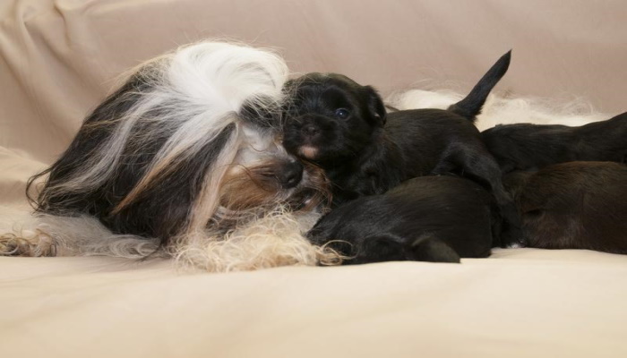 Тибетский терьер