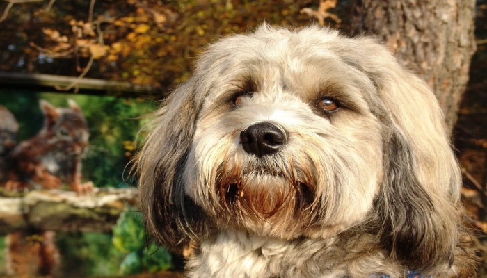 Тибетский терьер