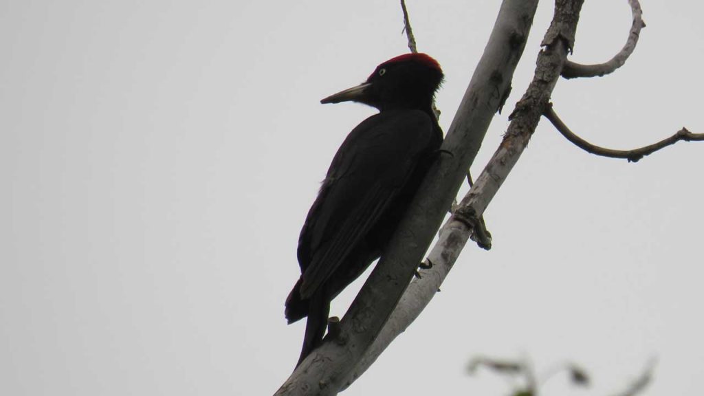 Перелетные и зимующие птицы: описание, виды, характеристика