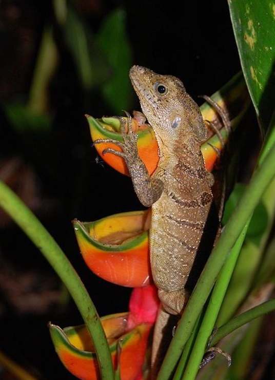 Василиск: описание рептилии, особенности, виды, образ жизни