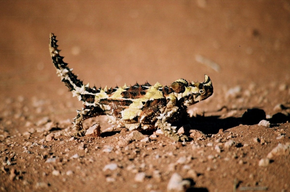Ящерица молох – загадка австралийских пустынь