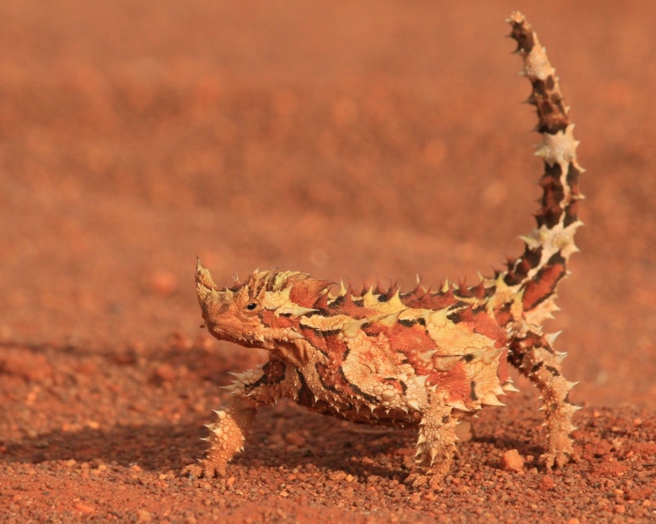 Ящерица молох – загадка австралийских пустынь