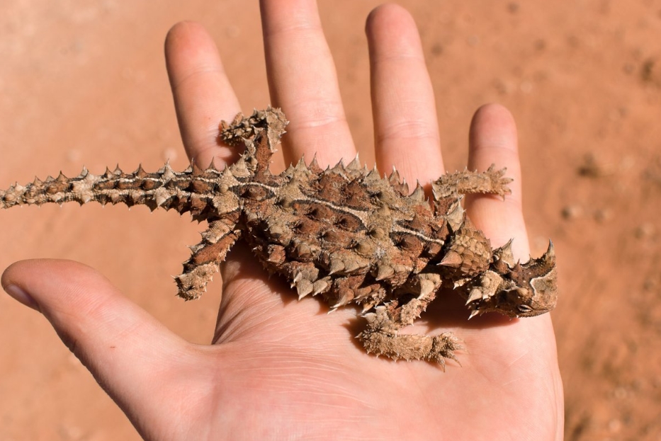 Ящерица молох – загадка австралийских пустынь