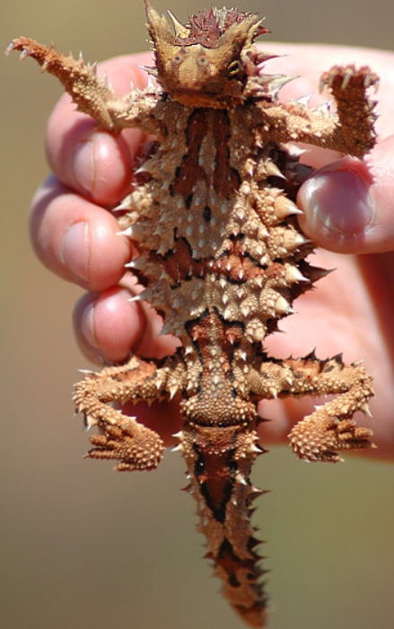 Ящерица молох – загадка австралийских пустынь